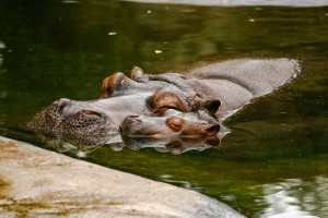 IMG_6947