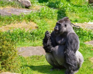 Dieren