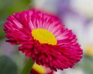 Macro